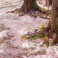 2022.04.01 渋谷区 本町６丁目遊び園： 地面に降り積もった散り桜