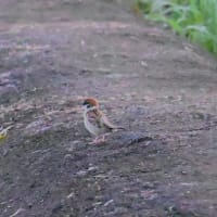 スズメの三兄弟