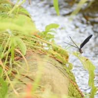 かわいい夏色、かわいい神様。