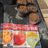 かぼちゃの種蒔きと翡翠ナスのポット移植　22日