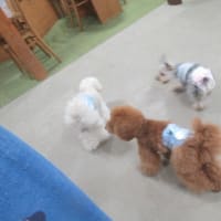 🐾 2024/05/19 🐾🎓 犬の幼稚園BuddyDog 🎓