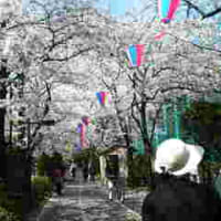 桜の季節じゃーｗ②