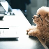 はてなブログでリンク貼り付けのショートカットキー