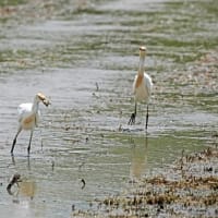 田植えの前に～アマサギ