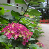 ほかの紫陽花の花