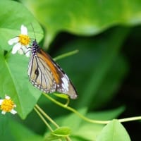 07/06旅日記：宮古島への旅2日目－⑥（牧山展望台、）