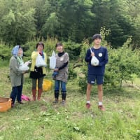 梅の収穫体験　&    野菜ソムリエの暑気払い　報告