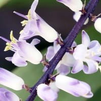 コルディリネ・ストリクダの花
