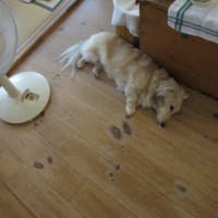 リネントレイの新顔たち・・・