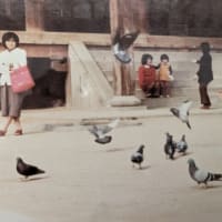 アルバム　　長女の想い出　1981　「11」　
