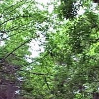 海鳥のサンクチュアリ　天売島と森林浴を楽しむメルヘンの焼尻島　５７回目　焼尻島