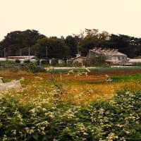 秋の東京農工大の農場