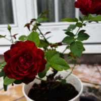 薔薇の花が咲いた🌹