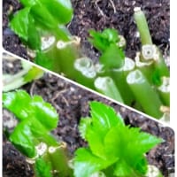 植えたみつばその後