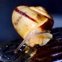 今日のかたつむり