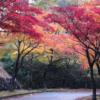 近くの高野台公園の紅葉