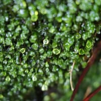 「雨の後の苔むした森はとってもきれい！」屋久島白谷雲水峡ガイドツアー