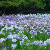 相模原公園散策～花しょうぶ園