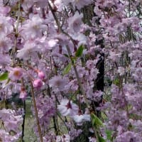 徳佐八幡宮のしだれ桜