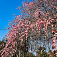 しだれ梅が満開になりました♪　動画あり