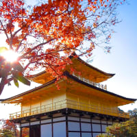 京都に住むと紅葉のシーズンは特典だらけ 金閣寺編（京旅日誌）