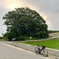 朝の散歩
