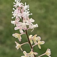 数珠珊瑚　Jun 2025