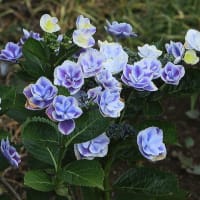 西新井大師のアジサイ