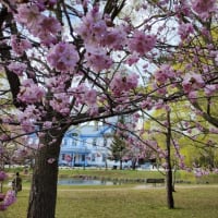 中島公園の桜