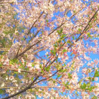 週末最後の桜🌸
