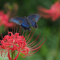 カラスアゲハと彼岸花3