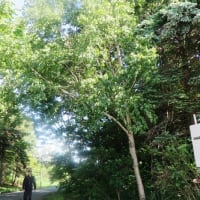 前田森林公園の樹木ウォッチング００４
