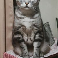 コロナ陽性日記(最終回)～備忘録～   