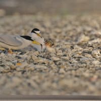 平城宮跡で野鳥写真展開催中！・・・夏鳥たちの小さな写真館