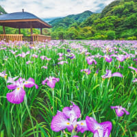 ショウブの花咲く、佐々町の皿山公園　2025/6/7