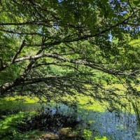 箱根町立箱根湿生花園