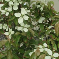 6月の花 ８