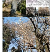 花巡り「梅－370」鷲宮大明神    天満天神宮