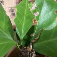 大ぶりの雨が降った。翌日は晴れでそしてまたその翌日はカタブイだったりした。そんな夜、濡れた土の上にセミの抜け殻、そして蟻が絡みついた羽化したばかりのクマゼミ～！