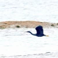 05/27探鳥記録写真：狩尾岬の鳥たち（キアシシギ、クロサギの飛翔、）
