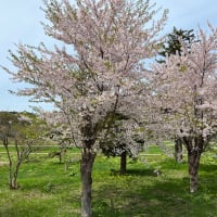 桜を求めて　その2