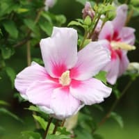 庄内緑地公園　今年のハスの花とバラ＆ノーゼンカズラ他