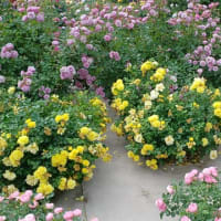 お薦め散歩：神代植物公園