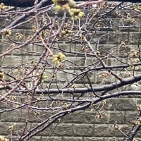 石神井川の桜の開花