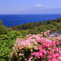 富士山　我が地のお花さん「横目通しが出来るまでに　」　ﾗｯｷｰなる彩でしたょ。