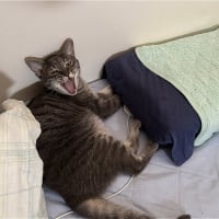 眠い子達ｗ