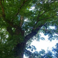 霧島神社のムクロジ