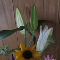 アマリリスの開花　と　ユリの雄しべ
