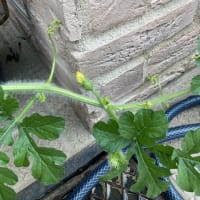 ペーハーセブン農園byプランター栽培　スイカ