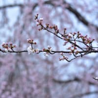 「咲き始め！ソメイヨシノ」　いわき　高野花見山にて撮影！